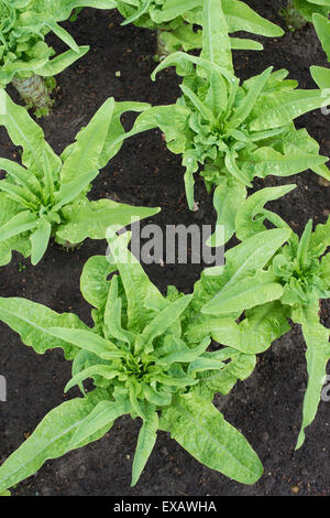 Lactuca sativa var. asparagina. Laitue de plantes dans un jardin potager Banque D'Images