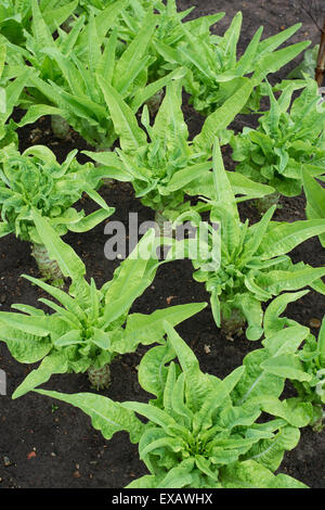 Lactuca sativa var. asparagina. Laitue de plantes dans un jardin potager Banque D'Images