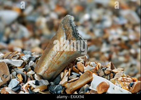 La dent de requin combustibles lavés sur plage le long de la côte de la mer du Nord Banque D'Images