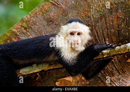 Capuchin blanc, imitateur Cebus, sur une branche à côté du lac Gatun, République du Panama. Banque D'Images