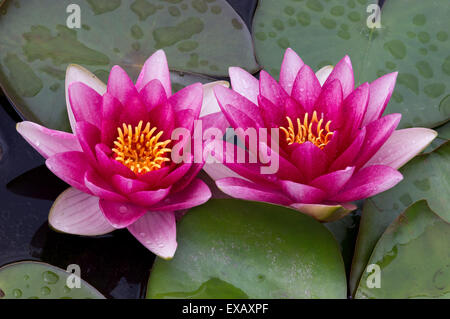 Violet rouge deux nénuphars roses avec feuilles Banque D'Images