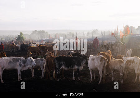 Lolgorian, au Kenya. Massaï Siria ; avec des troupeaux de bovins les éleveurs Masaï à l'Eunoto manyatta pour la venue de l'âge de cérémonie. Banque D'Images