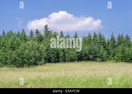 Mountain meadow d'été près de Jugowska chouette passage Eulengebirge Montagnes Sudety Pologne Banque D'Images