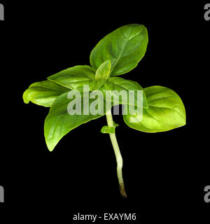 Les jeunes plantes de basilic doux sur fond noir. Banque D'Images