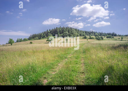 Mountain meadow d'été près de Jugowska chouette passage Eulengebirge Montagnes Sudety Pologne Banque D'Images