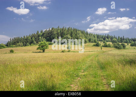 Mountain meadow d'été près de Col Jugowska Sudety Montagnes Owl Pologne Eulengebirge Hausdorfer Planel Banque D'Images