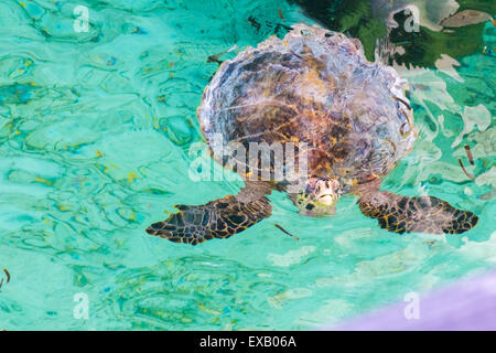 Pop Turtle sa tête jusqu'à un lagon aux Maldives Banque D'Images