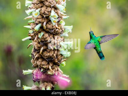Un pétillant Violet-oreille (Colibri colibri coruscans) se nourrissant de fleurs sauvages. Geobotanic chemins aventureux, l'Équateur. Banque D'Images