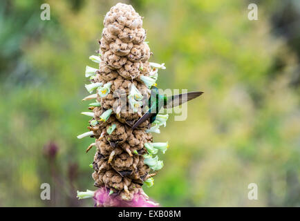 Un pétillant Violet-oreille (Colibri colibri coruscans) se nourrissant de fleurs sauvages. Geobotanic chemins aventureux, l'Équateur. Banque D'Images