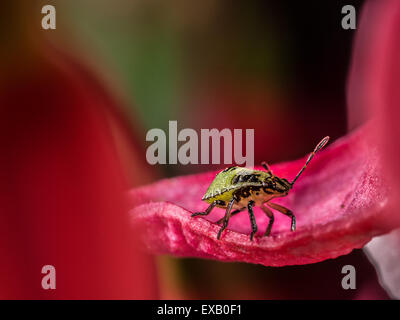 Un petit bug noir et vert ou les insectes s'assit sur un pétale de rose Banque D'Images