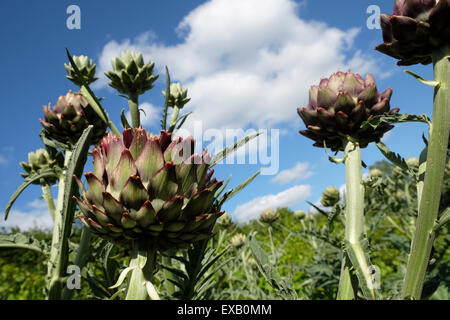 Cynara cardunculus cardon - également connu sous le nom de l'artichaut cardon grand jardin de plantes poussant dans le Herefordshire Angleterre UK en Juillet Banque D'Images