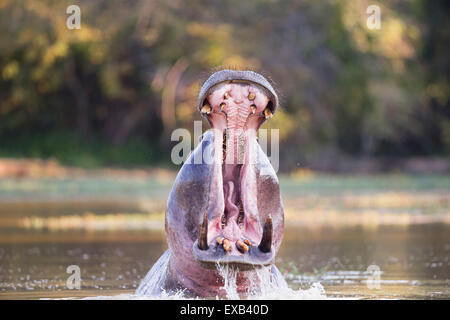 Hippopotame mâle territorial agressif de certains comportements, les bâillements Banque D'Images