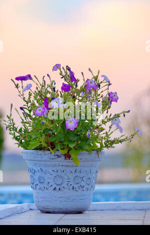 Fleurs roses du tabac en été coucher du soleil Banque D'Images