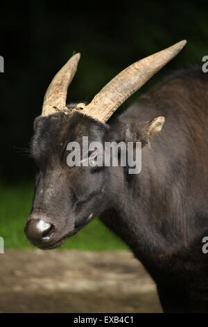 (Bubalus depressicornis anoa des plaines) au Zoo d'Usti nad Labem en Bohême du Nord, en République tchèque. Banque D'Images