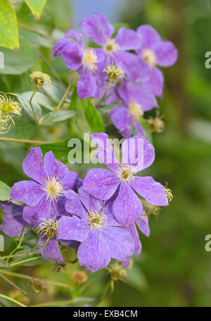 Clematis fleurs du jardin Banque D'Images