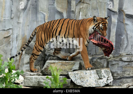 Tigre de Malaisie (Panthera tigris jacksoni) au Zoo d'Usti nad Labem en Bohême du Nord, en République tchèque. Banque D'Images