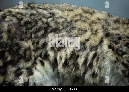 Snow Leopard (Panthera uncia) la texture de la fourrure. Des animaux de la faune. Banque D'Images