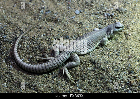 Dipsosaurus dorsalis (iguane du désert) au Zoo d'Usti nad Labem en Bohême du Nord, en République tchèque. Banque D'Images