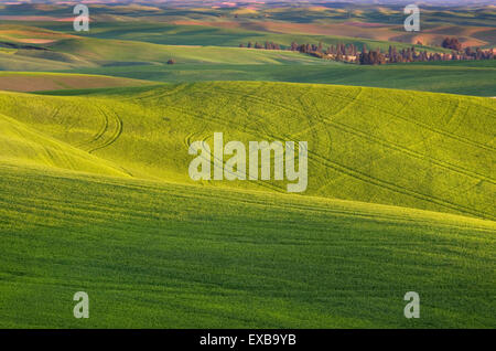 Collines de champs de blé vert dans la région de Palouse l'empire intérieur de Washington Banque D'Images