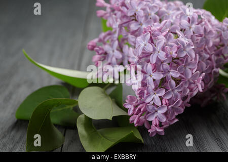 Fleurs lilas pourpre sur la vieille table en chêne Banque D'Images