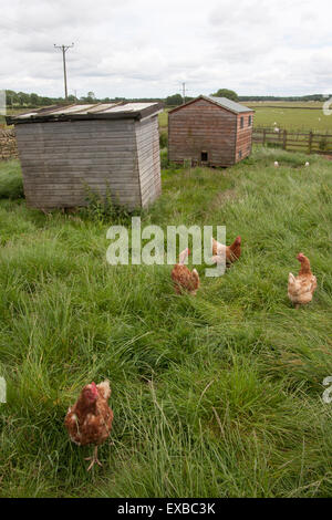 Les poulets domestiques free range hens en lopins England, UK Banque D'Images