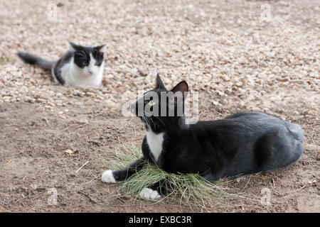 2 chatons noir et blanc jouant à l'extérieur Banque D'Images