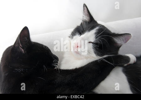 Les chats domestiques deux femelles chatons endormis ensemble, England, UK Banque D'Images