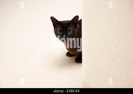 Chat birman, brun chocolat chaton Banque D'Images