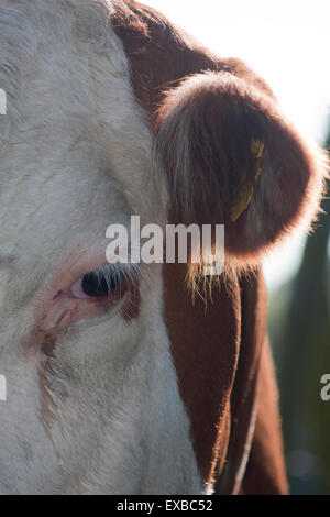 Close-up of cow's eye Banque D'Images