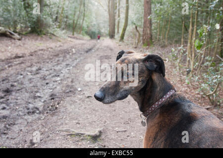 Lurcher chien dans les bois à l'écoute de sons, Marley, Surrey Banque D'Images