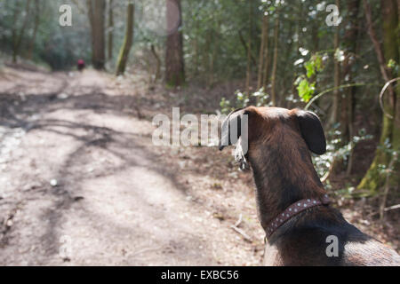 Lurcher chien dans les bois à l'écoute de sons, Marley, Surrey Banque D'Images