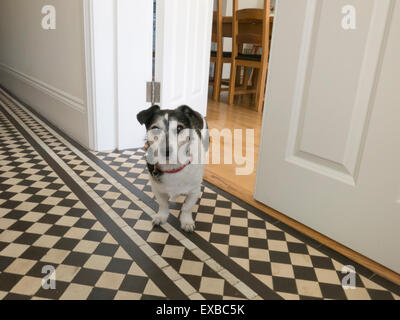 Personnes âgées Jack Russell Terrier chien debout sur un sol carrelé Banque D'Images