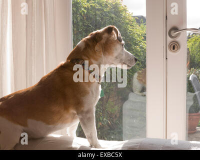 Jack Russell Terrier chien assis à l'arrière du canapé à la fenêtre de Banque D'Images