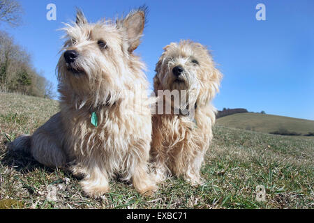 Terrier de Norfolk, adulte et chiot sitting in field Banque D'Images