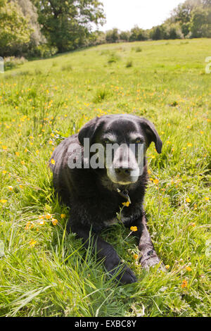 Personnes âgées, labrador noir adulte seul assis dans la campagne Banque D'Images