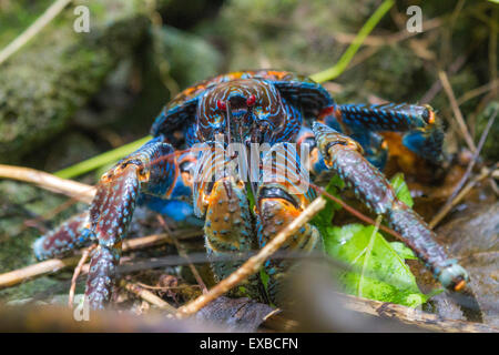 Couleurs vives un crabe de cocotier (Birgus latro) sur une île tropicale dans le Pacifique Sud Banque D'Images