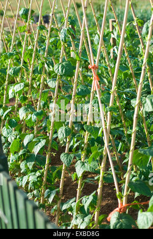 Haricots de bambou de plus en plus des cannes. Banque D'Images