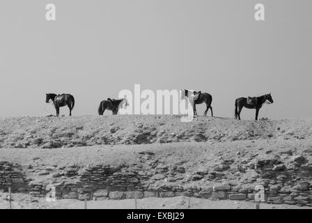 Les chevaux, Saqqara, Egypte Banque D'Images