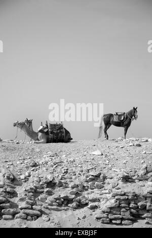 Cheval et des chameaux, Saqqara, Egypte Banque D'Images