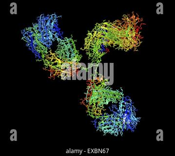 Molécule d'anticorps. La structure moléculaire de l'immunoglobuline (un anticorps monoclonal IgG2a). Les anticorps IgG sont composés de deux longs. Banque D'Images