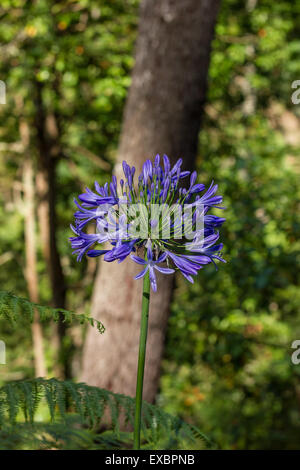 African Lily fleurs dans l'île de Madère. Banque D'Images