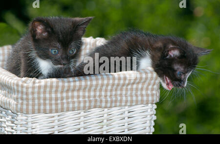 Deux black kitten dans le panier. Banque D'Images