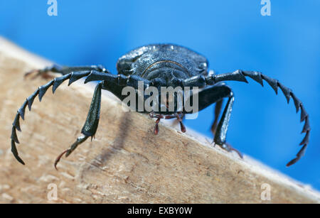 Le Capricorne asiatique (Prionus coriarius-Tanner).(Prionus). Banque D'Images