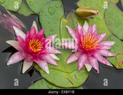 Rose mauve rouge deux nénuphars en gouttes avec des feuilles et des bourgeons Banque D'Images