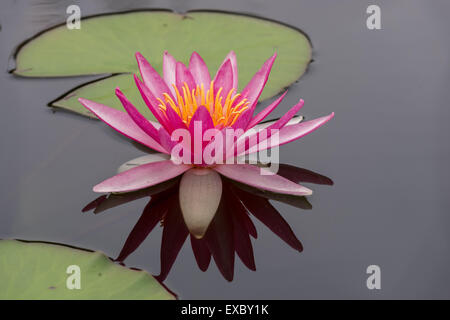 Red Water Lily cloes jusqu'Nymphea Banque D'Images