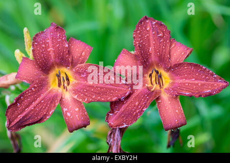 Deux crimson lily fleurs en gouttes de Hemerocallis Banque D'Images