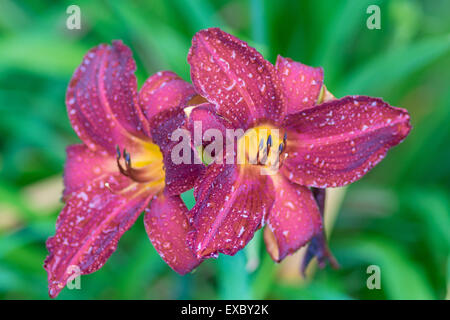 Deux crimson lily fleurs en gouttes de Hemerocallis Banque D'Images