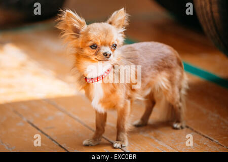 Beau jeune brun-rouge et blanc petit chien chihuahua restant sur plancher en bois Banque D'Images