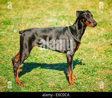 Jeunes, beaux, Doberman noir et feu debout sur la pelouse. Dobermann est une race connue pour être intelligent, alerte, et de coopération loyale Banque D'Images