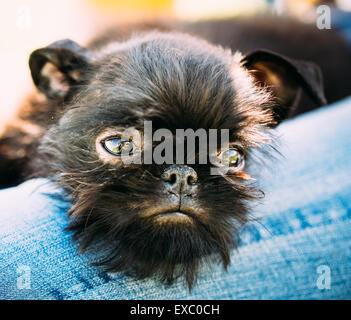 Close Up Chien Noir Griffon Bruxellois (Griffon de Bruxelles, Griffon Belge) dormir sur Womans Lap Banque D'Images